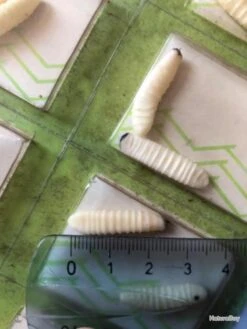 Twist 20 Vers De Bois Imitation Leurre Pêche Collection Ancien -Pêche Soldes Magasin 00003 20 vers de bois imitation leurre peche collection ancien