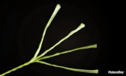 Fil De Peche Multifilament PE 4 Brins 300m, Couleur: Au Choix, Modele: 0.3mm 18.2kg 10 Fil De Peche Multifilament PE 4 Brins 300m, Couleur: Au Choix, Modele: 0.3mm 18.2kg -Pêche Soldes Magasin 00004 Fil de Peche Multifilament PE 4 brins 300m Couleur Au Choix Modele 0.3mm 18.2kg